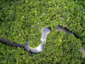 Amazonia Rainforest